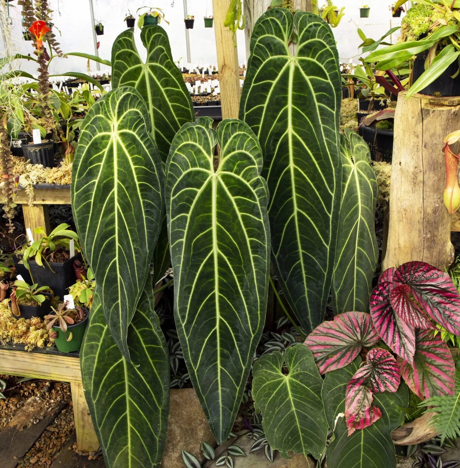 Anthurium warocqueanum — Vintage Green Farms with Tom Piergrossi